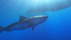 Sharks of Hawaii