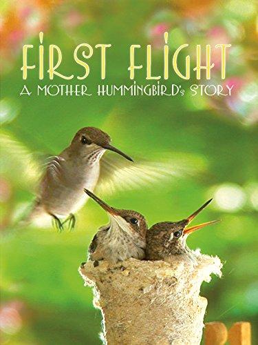 First Flight: A Mother Hummingbird's Story - like No End in Sight but shorter