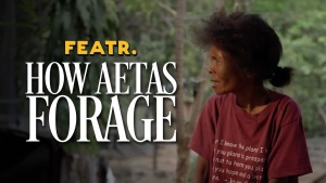 How the Aeta People Forage in the Philippines (Pampanga)