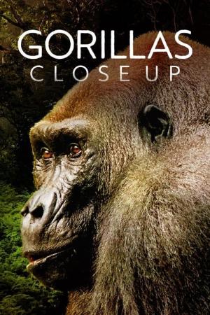 Gorillas Close Up [Portuguese]