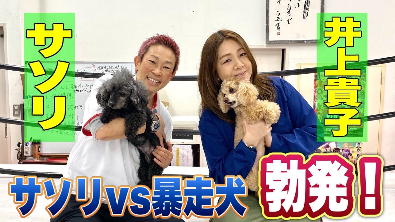 【サソリ×井上貴子】『元極悪同盟のサソリvs貴子の愛犬』はたして、貴子のワンコたちはサソリの整体でおとなしくなるのか!?【犬の整体】