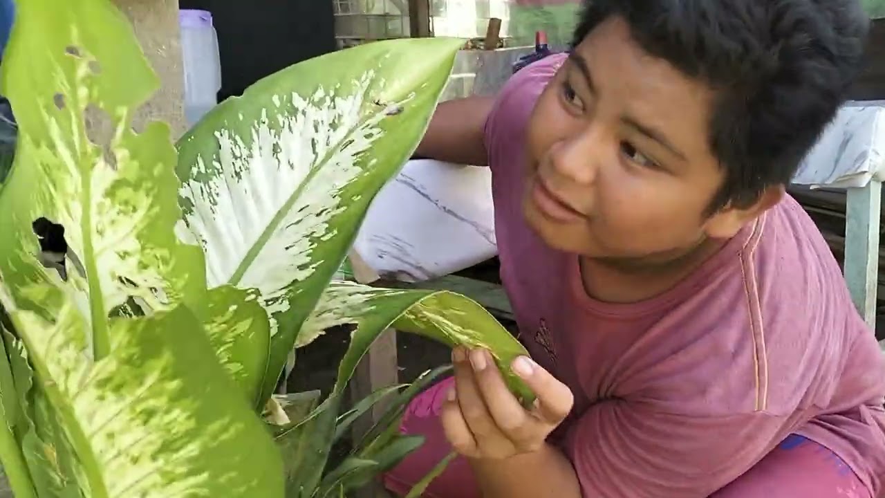 Nagpa iring-iiring ang Ungo! background