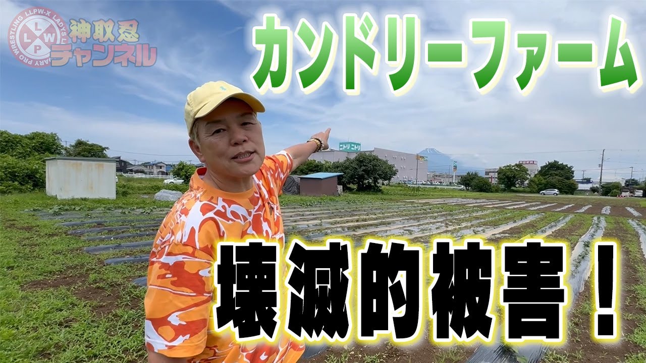 【ドキュメント】神取忍の畑「カンドリーファーム」が壊滅的被害に!!【神取忍】