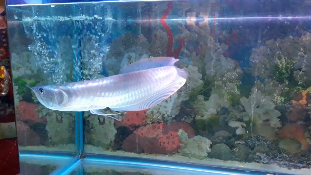 Cá rồng Ngân Long. size 40 cm background