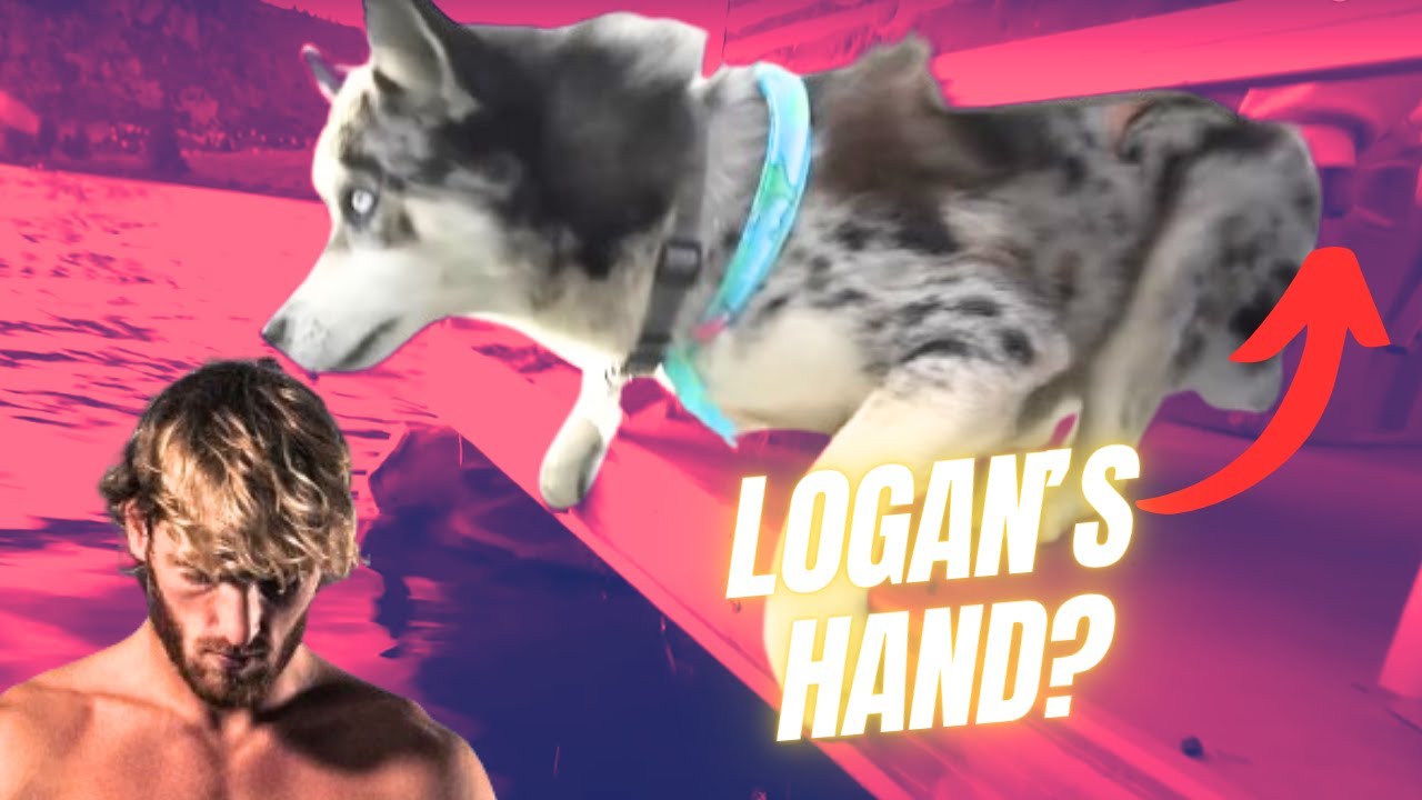Did Logan Paul really PUSH his Dog from his boat?
