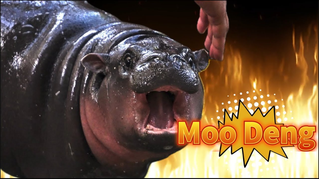 Moo Deng Meme Compilation ประเทศไทย