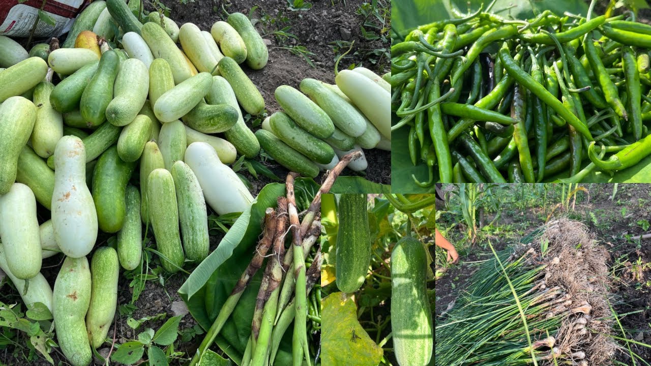 Farmers harvesting lots of organic veggies and fruits in jhum field