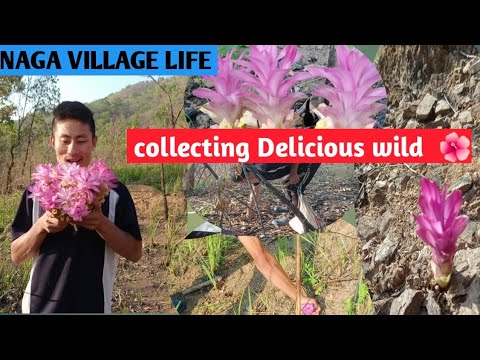 hunting wild flowers /Rural lifestyle in Nagaland 🇮🇳