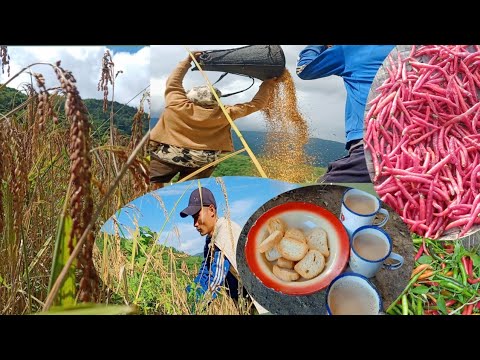 Farmer's Harvesting jhum cultivation in Nagaland | Traditional way | plucking fresh chilly