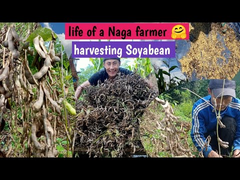 Harvesting our soyabean || farming|| Medo yano vlog