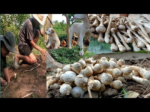 Harvesting our precious Mushroom in our farm/Northeast India/Medoyanovlogs background