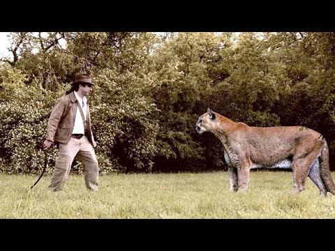 Man vs Mountain Lion | Unbelievable Fight