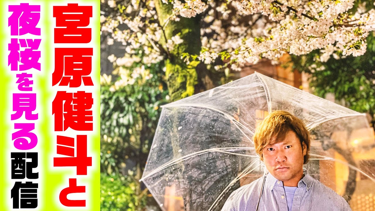【夜桜】プロレスラーと桜を見よう生配信! background