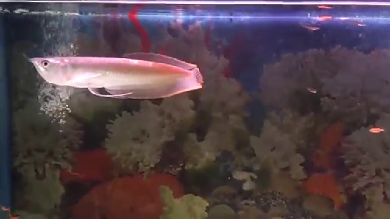 Tập nuôi cá rồng "ngân long" background