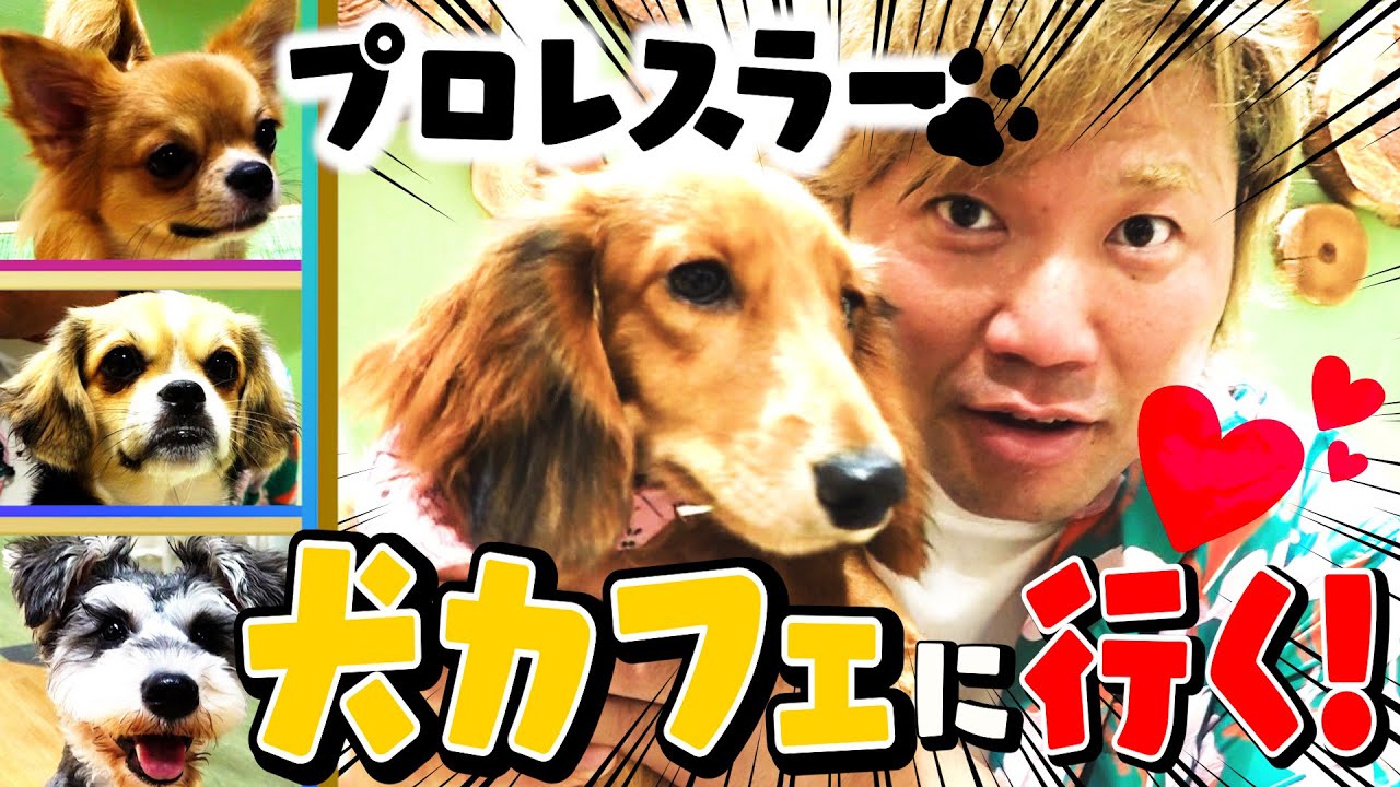 【ギャップ全開】最強レスラーが犬カフェでデレデレ!? 癒やされすぎ注意… #83