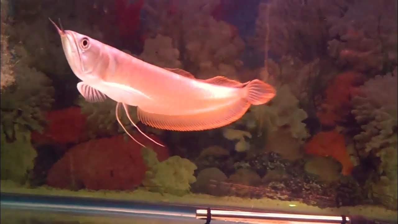 Tập nuôi cá rồng "ngân long". background