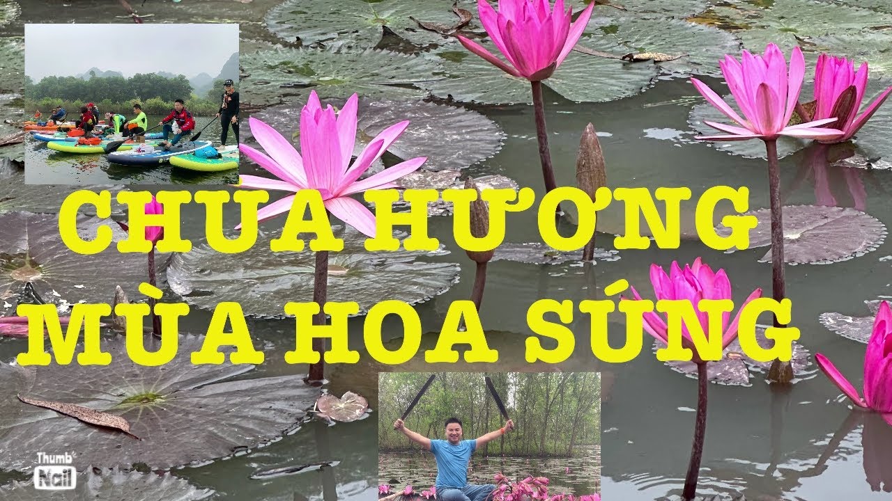 Hoa Súng suối Yến Chùa Hương đẹp mê hồn.! background