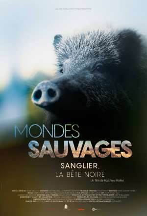 Sanglier, la bête noire