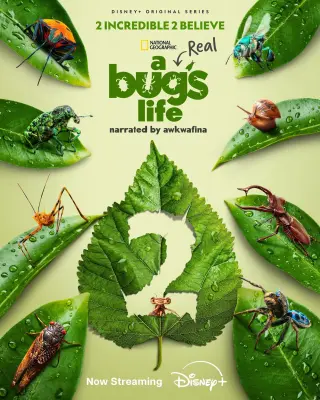 A Real Bug's Life