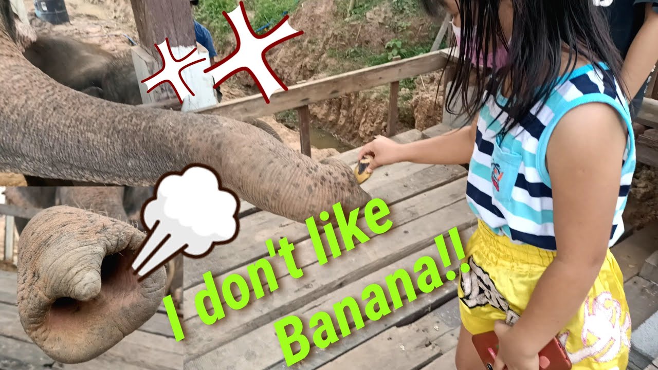 ก็บอกว่าแม่ไม่ชอบกล้วยA mother elephant who doesn't like banana!母親象→バナナはいいからキュウリをくれっ!!🤣🤣【象さん】