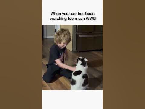 When Your Cat is Training for the WWE! 😹💥🤼♀️ background