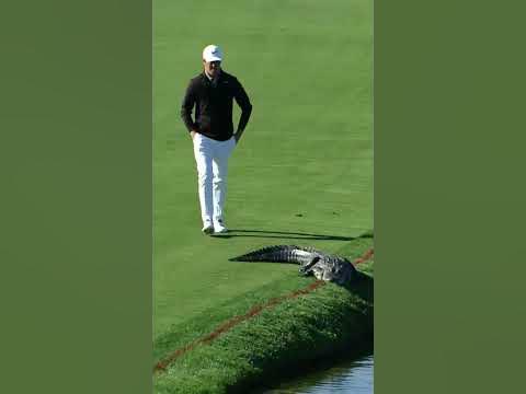 One gator, two polar opposite reactions ЁЯРКЁЯШЕ background