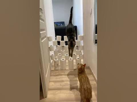 Cat Jumps Over Obstacles - Cats Obstacle Challenge ЁЯР╛ background