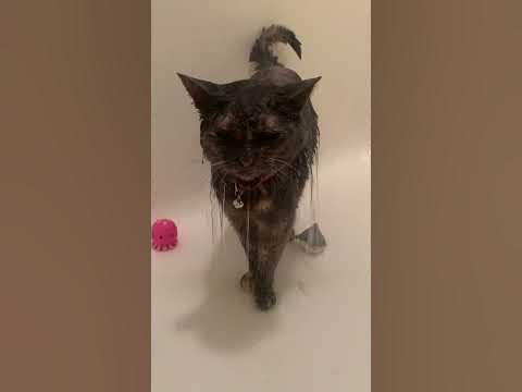 When Your Cat Loves To Shower | Dodo Kids | Short