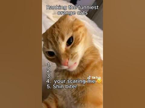 Ranking the funniest orange cat moments