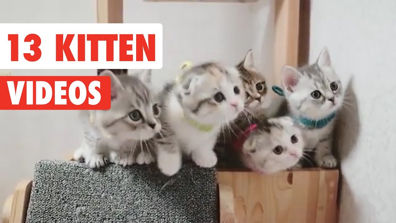 13 Funny Kittens | Funny Cat Video Compilation 2017