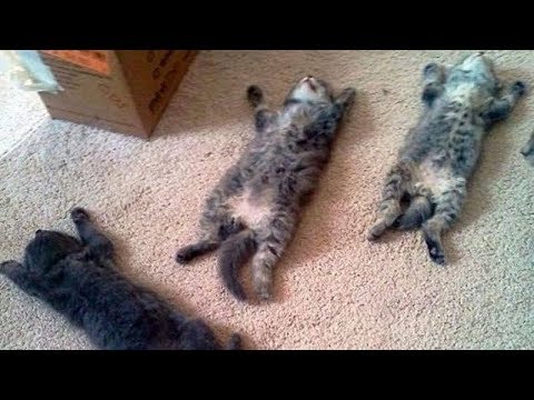 THESE CATS AND DOGS are TOO FUNNY to HANDLE! - Funny CAT and DOG compilation