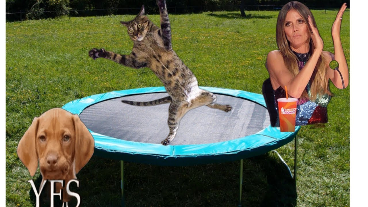 Cat Competition 🤣 See How High He Can Jump&How Low Can He Go..
