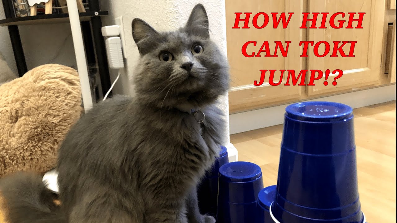 CUTE FUNNY CAT JUMPING OVER CUPS FOR THE FIRST TIME | TOKI THE NEBELUNG background