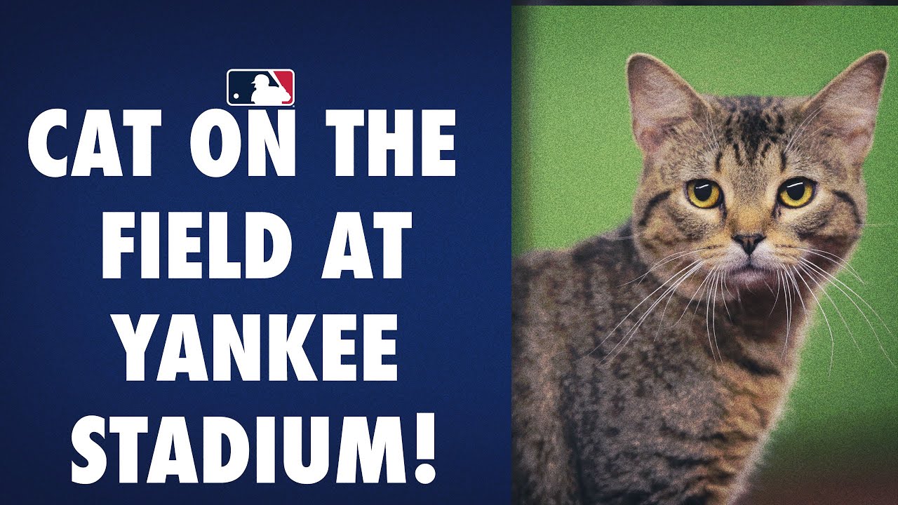 You've got to be kitten me! A cat got loose on the field in the Bronx! backdrop
