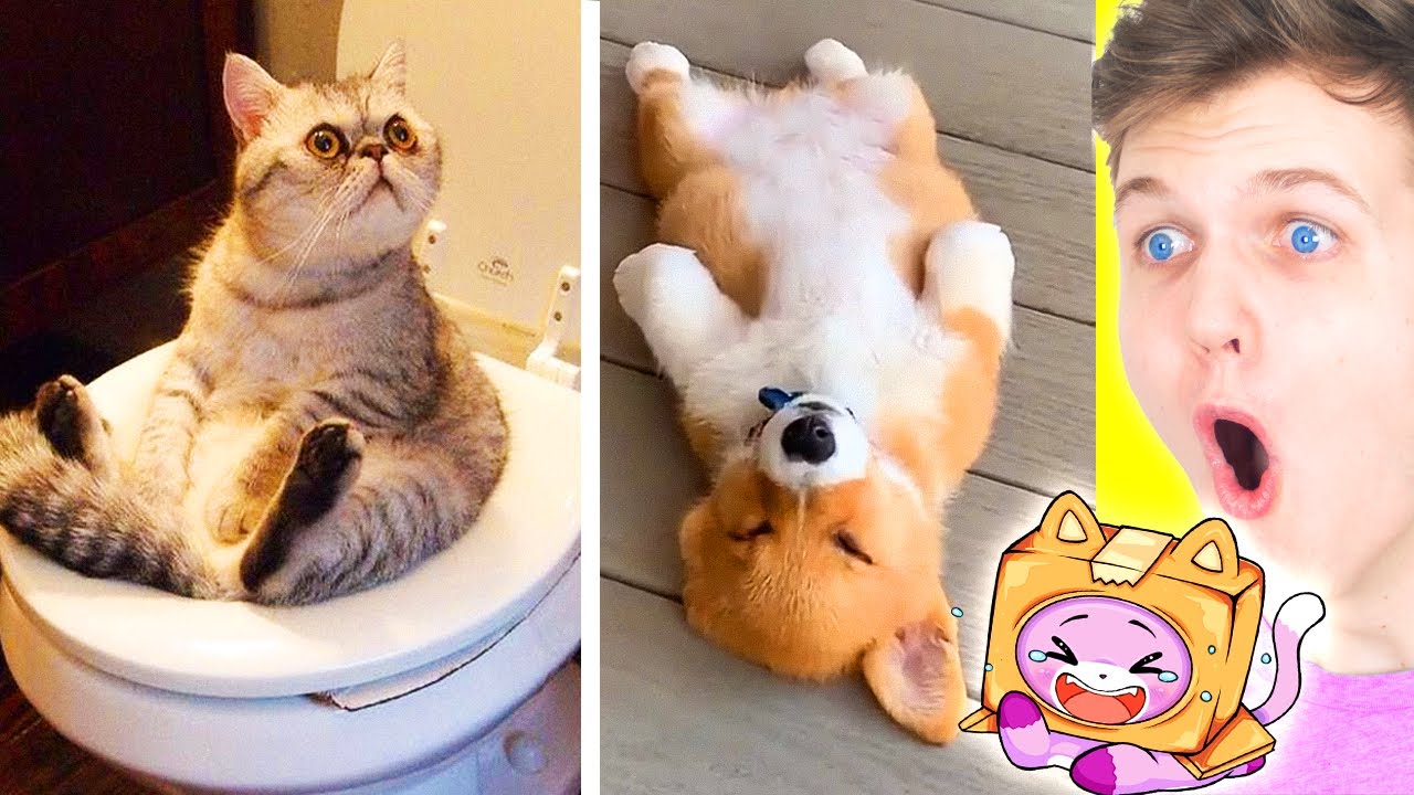 FUNNIEST ANIMALS ON TIK TOK! (LANKYBOX FOXY & BOXY REACT!) background