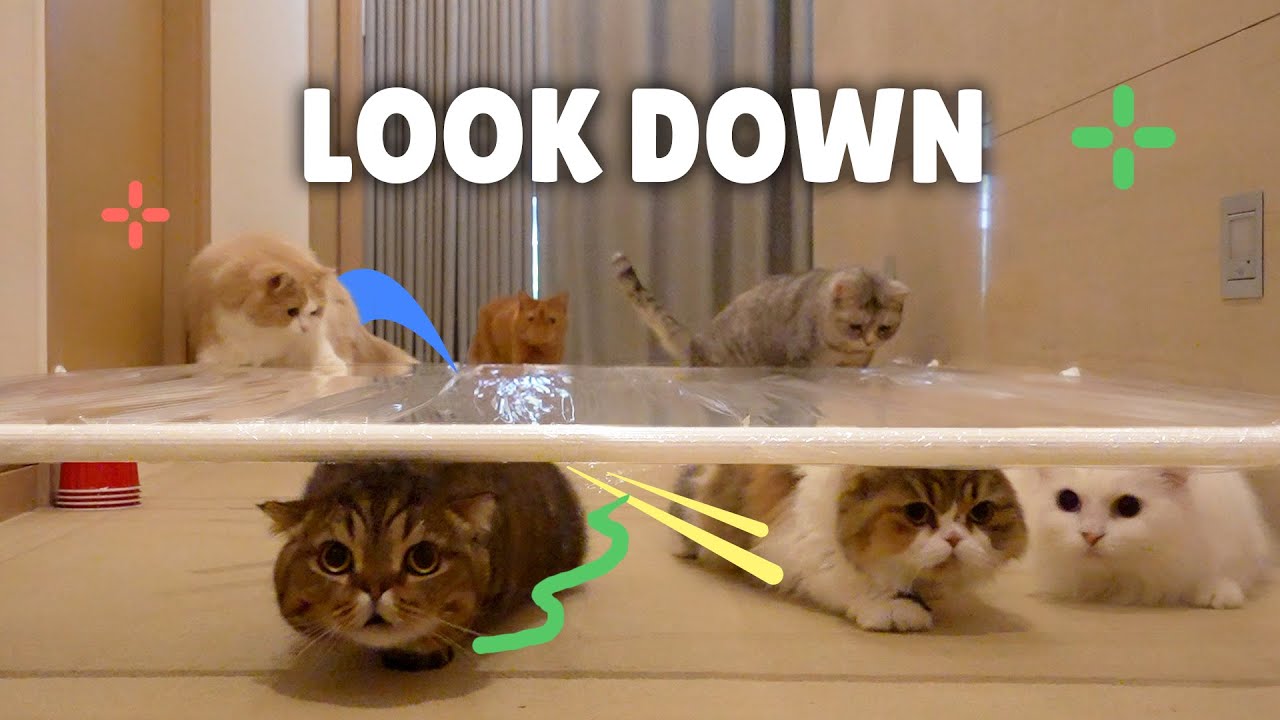 Funny Cat Crawl Challenge! background