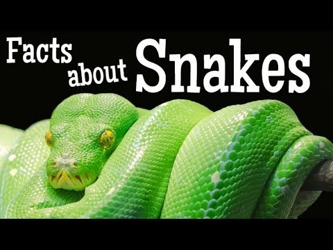 Snakes & Other Fascinating Creatures πβ¨