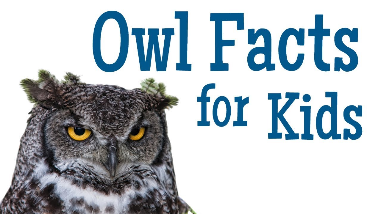 ๐ฆ Amazing Owl Facts & Animal Fun for Kids!