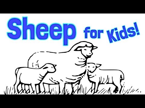 Learn about Flocks of Sheep and More | Animals for Children