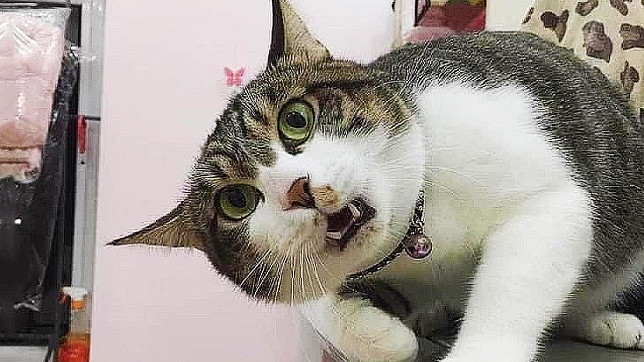 The World's Most DRAMATIC Cats | Funny Cat Videos 2025
