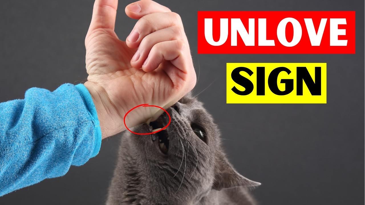 5 Signs Your CAT DOESN'T LOVE You (Even If You Think They Do) backdrop