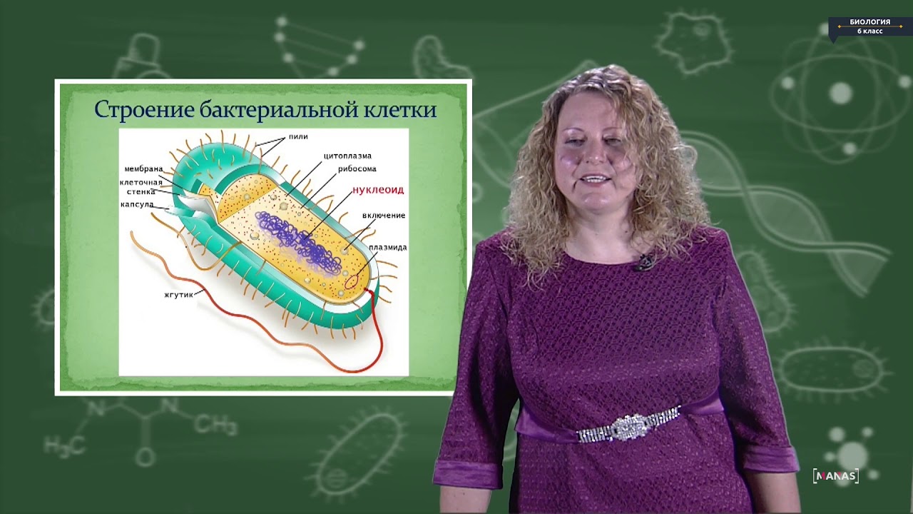 Биология - 6 класс - Бактерии background