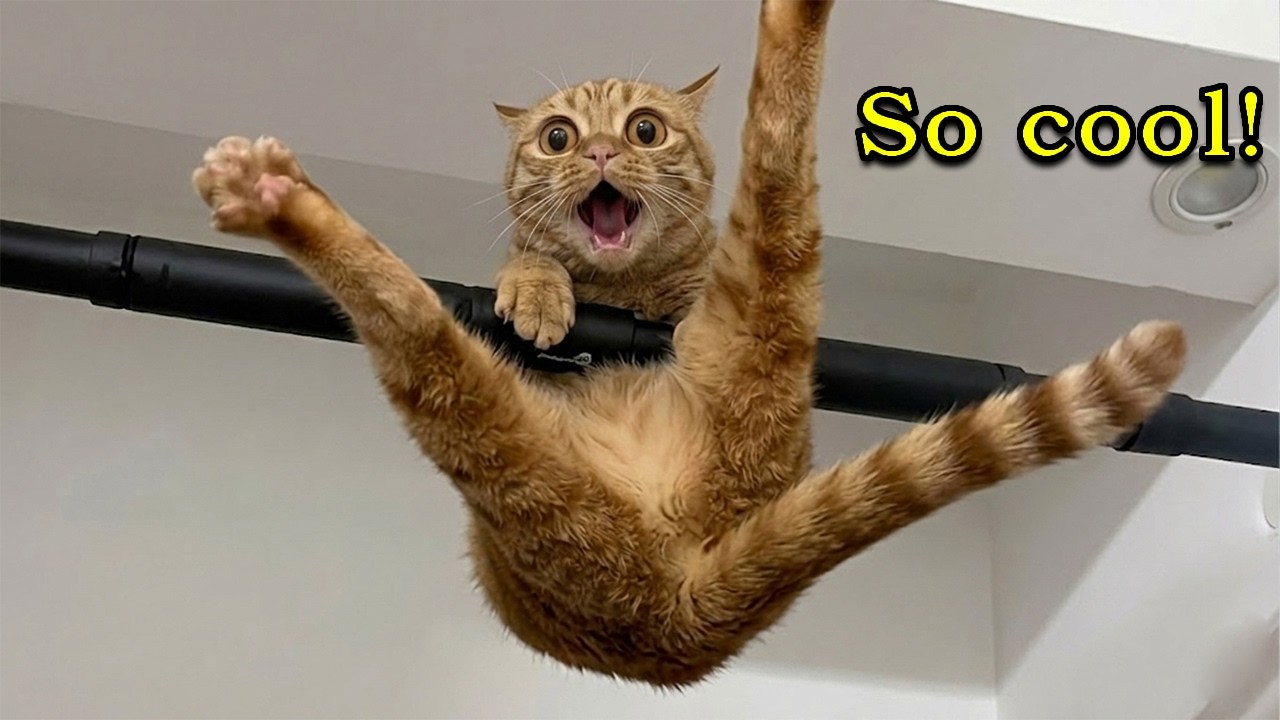 You're not going to believe what my talking cat just said!π³π±| Too Funny!