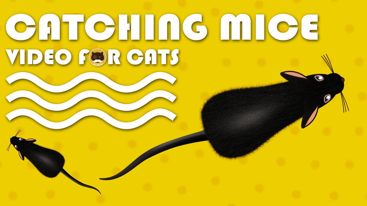 CAT GAMES - Catching Mice! Entertainment Video for Cats to Watch | CAT & DOG TV. backdrop