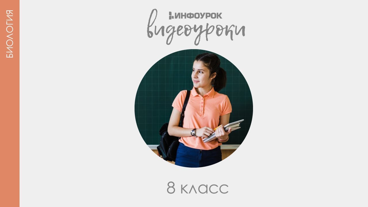 ВИДЕОУРОКИ: Биология 8 класс