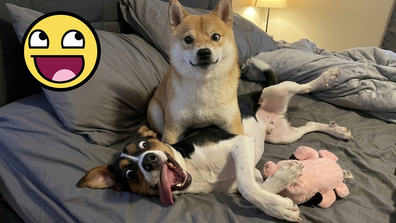 Funniest Pet Moments Ever… I Tried Not To Laugh But It Was Impossible 😂