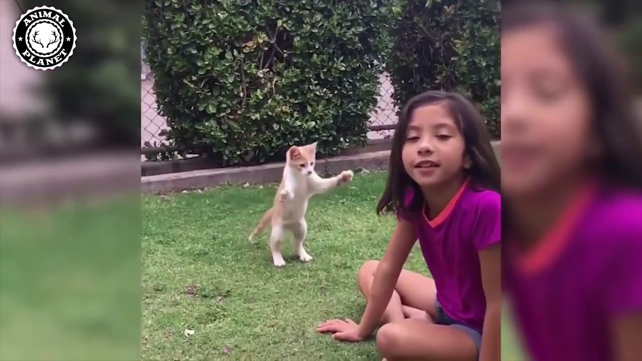Top Highlights of Cats Being Jerks 🔴 Funny Cat Video Compilation - Cats Are Mean background