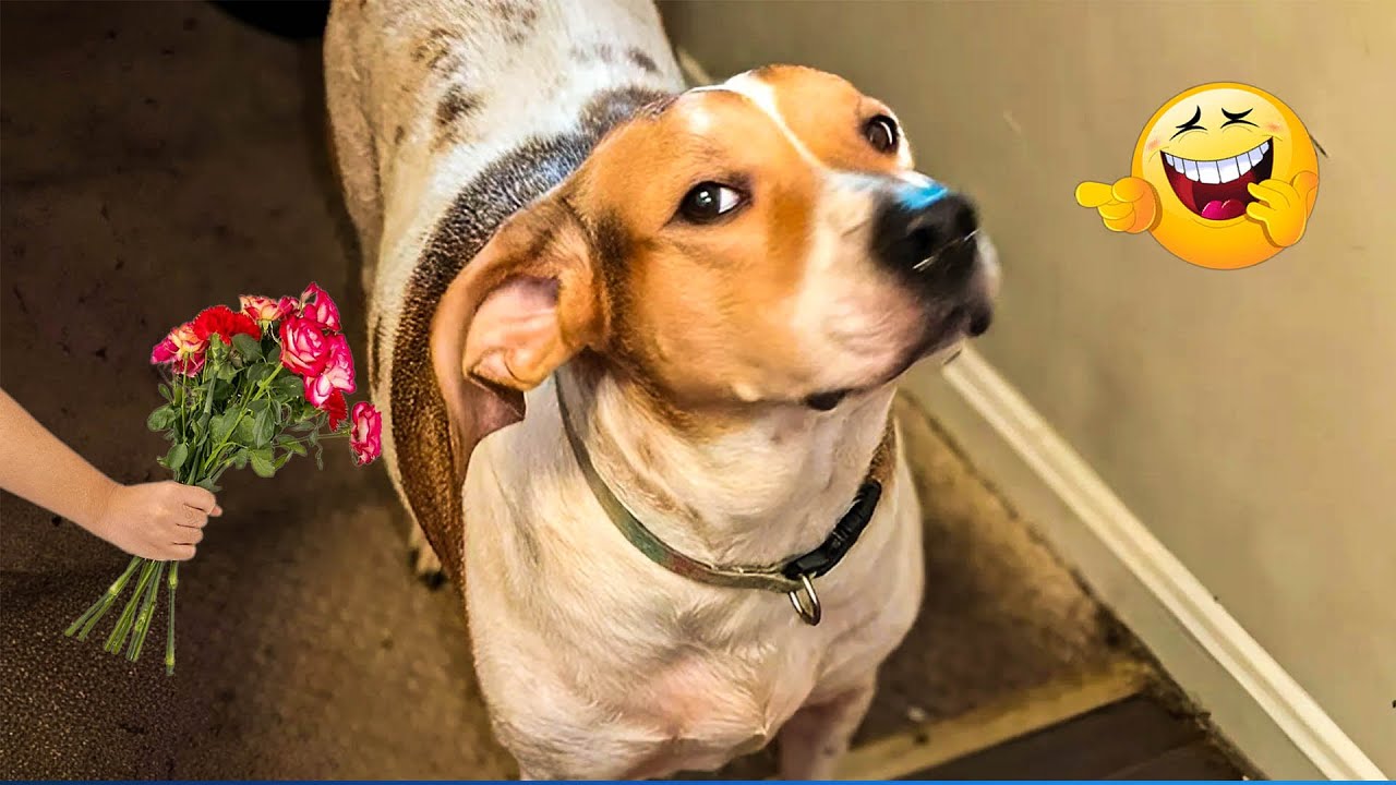 The Funniest Cat & Dog Moments Compilation ๐น๐ถ Funny Pet Videos Compilation ๐น