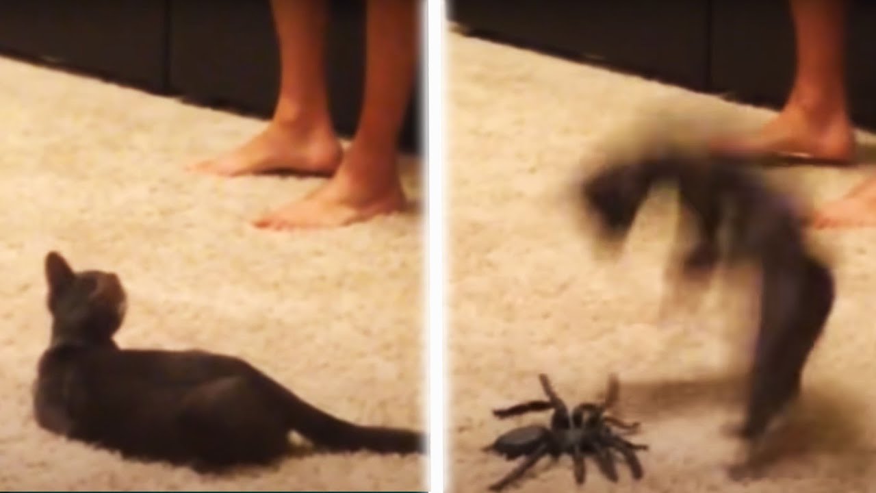 You’ve Got To Be 'KITTEN' Me! 😹 Funny Cat Videos | AFV background