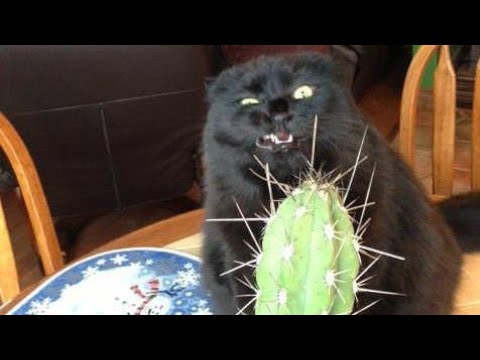 Funny BLACK cat video compilation - It's HARD to Hold your LAUGH background